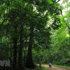 Hệ thực vật phong phú đa dạng mang đặc trưng rừng mưa nhiệt đới tại Vườn quốc gia Cúc Phương. (Ảnh: Minh Đức/TTXVN) 