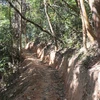 Con đường dài hàng trăm mét được mở trong rừng đặc dụng. (Ảnh: TTXVN)