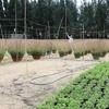 Do ảnh hưởng của thiên tai và dịch COVID-19 nông dân trồng hoa cúc ở Phú Yên đã bỏ đất trống không trồng, giảm gần một nửa sản lượng so với các năm trước. (Ảnh: Phạm Cường/TTXVN)