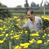 Làng hoa Tây Tựu, phường Tây Tựu, quận Bắc Từ Liêm (Hà Nội) có khoảng hơn 1.800 hộ với hơn 5.290 lao động trồng hoa trên tổng diện tích hơn 500ha. (Ảnh: Vũ Sinh/TTXVN) 