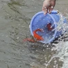 Trong mâm cơm cúng, người Việt thường chuẩn bị thêm cá chép đựng trong chậu nước, sau khi cúng xong, người dân sẽ đem thả phóng sinh ở sông, hồ. (Ảnh: Hoàng Hiếu/TTXVN) 
