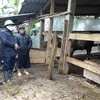 Lãnh đạo huyện Trạm Tấu (Yên Bái) kiểm tra việc phòng chống rét cho gia súc tại xã Bản Công. (Ảnh: Đức Tưởng/TTXVN)