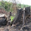 Những gốc cây rừng tự nhiên có chức năng phòng hộ khu vực suối Sĩ, thôn Tân Thành, xã Sơn Hội, huyện Sơn Hòa bị đốn trụi để trồng cây keo. (Ảnh: Phạm Cường/TTXVN) 