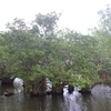 Rú Chá thuộc xã Hương Phong, thành phố Huế, tỉnh Thừa Thiên-Huế, là một trong những khu rừng ngập mặn nguyên sinh quý hiếm trên hệ đầm phá Tam Giang. (Ảnh: Tường Vi/TTXVN) 