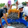 Cà Mau: Giá cá kèo tăng cao chưa từng có, người nuôi phấn khởi