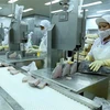 Dây chuyền chế biến cá ngừ đại dương đông lạnh xuất khẩu tại nhà máy của Công ty Cổ phần Thủy sản Bình Định. (Ảnh: Vũ Sinh/TTXVN) 
