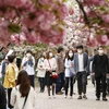 Người dân ngắm hoa anh đào nở rộ tại Osaka, Nhật Bản, ngày 13/4. (Ảnh: Kyodo/TTXVN)