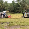 Thu hoạch lúa ở xã Long Thạnh, huyện Giồng Riềng. (Ảnh: Lê Huy Hải/TTXVN) 