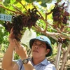 Tiến sỹ Phan Công Kiên, Phó Viện trưởng Viện Nghiên cứu Bông và Phát triển nông nghiệp Nha Hố kiểm tra vườn trồng giống nho không hạt NH04-102. (Ảnh: Nguyễn Thành/TTXVN)