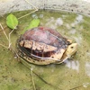 Một cá thể rùa tại khu cách ly của Trung tâm cứu hộ, bảo tồn và phát triển sinh vật Cúc Phương thuộc Vườn Quốc gia Cúc Phương ở huyện Nho Quan, tỉnh Ninh Bình. (Ảnh: Đức Phương/TTXVN) 