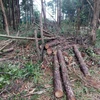 Lâm Đồng: Xử lý nghiêm 2 vụ phá rừng ở Bảo Lộc và huyện Bảo Lâm