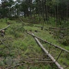 Hiện trường khu vực đồi thông bị triệt hạ xung quanh là rừng thông hàng chục năm tuổi ở Đà Lạt. (Ảnh: Nguyễn Dũng/TTXVN)