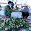 Thu mua, đóng gói na tại chợ na Chi Lăng, Lạng Sơn. (Ảnh: Anh Tuấn/TTXVN)