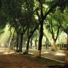 Mùa Thu là lúc con phố Phan Đình Phùng đẹp rực rõ với những luồng ánh sáng huyền ảo xuyên qua những tán cây hàng trăm năm tuổi. (Ảnh: Lâm Khánh/TTXVN) 
