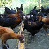 Giống gà H’Mông được nuôi tại thành phố Hà Giang. (Ảnh: Nam Thái/TTXVN)