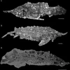 Hình ảnh hóa thạch của cá tầm acipenser praeparatorum, còn được gọi là loài cá đến từ lạch nước địa ngục. (Nguồn: livescience.com)