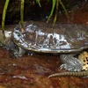 Rùa đầu to (Plastysternon megacephalum) trưởng thành sinh sống tại Khu bảo tồn thiên nhiên Pù Hu. (Ảnh: Nguyễn Nam/TTXVN) 