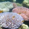 Rạn san hô Great Barrier ở đảo Orpheus, Australia. (Ảnh: AFP/TTXVN) 