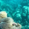 Một khu vực trong khu bảo tồn vịnh Nha Trang rạn san hô ở tình trạng chất lượng trung bình. (Ảnh: TTXVN phát) 