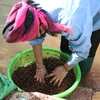 Hạt dẻ rừng được chị em phụ nữ rửa sạch, sàng lọc, phân loại tại lòng hồ Pá Khoang sau khi kết thúc quá trình thu nhặt. (Ảnh: Xuân Tiến/TTXVN) 