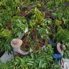 Hộ nông dân Lê Văn Cường, thôn Dốc Du, xã Nâm Nung, huyện Krông Nô có 1ha trồng cà phê đặc sản liên kết với doanh nghiệp chế biến, mỗi năm thu hoạch khoảng 3,5 tấn càphê nhân, thu lãi khoảng 120 triệu đồng. (Ảnh: Vũ Sinh/TTXVN) 