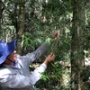 Ông Nguyễn Lương Minh, Phó Giám đốc Vườn Quốc gia Bidoup-Núi Bà giới thiệu một cây thông 2 lá non chỉ sống được ở Cổng Trời. (Ảnh: Chu Quốc Hùng/TTXVN)