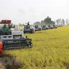 Thu hoạch lúa cho bà con nông dân tham gia cánh đồng liên kết phục vụ xuất khẩu ở huyện Thọai Sơn, tỉnh An Giang. (Ảnh: Công Mạo/TTXVN) 