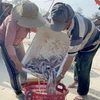 Ngư dân vùng bãi ngang Quảng Bình trúng vụ cá khoai đầu năm