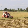 Thu hoạch lúa ở Tiền Giang. (Nguồn: TTXVN)