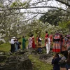 Hoa lê nở rộ vào dịp tháng 3 hàng năm thu hút đông đảo du khách đến huyện Na Hang, tỉnh Tuyên Quang. (Ảnh: Nam Sương/TTXVN)