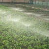Nông dân xã Phước Dinh (Thuận Nam, Ninh Thuận) áp dụng hiệu quả mô hình tưới nước tiết kiệm cho vườn đậu phộng trong mùa khô 2020. (Ảnh: Nguyễn Thành/TTXVN) 