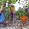 Người dân thu hoạch tôm ở Cà Mau. (Ảnh: Huỳnh Anh/TTXVN) 