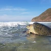 Cận cảnh quá trình rùa biển ghép đôi giao phối gần bờ tại Bãi Cát Lớn-Hòn Bảy Cạnh, Vườn quốc gia Côn Đảo. (Ảnh: TTXVN phát) 