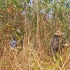 Hơn 31ha rừng ở xã Ia Din, huyện Đức Cơ (Gia Lai) chết bất thường, nghi do nấm Ceratocystis gây hại. (Ảnh: TTXVN phát)