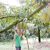 Tỉnh Kon Tum hiện có gần 1.600ha trồng sầu riêng, trong đó tỉnh đã được cấp 6 mã số vùng trồng cây sầu riêng với diện tích 89,5ha. (Ảnh: Dư Toán/TTXVN) 