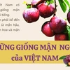 [Infographics] Những giống mận ngon nổi tiếng của Việt Nam