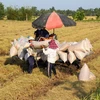 Nông dân thu hoạch lúa Đông Xuân 2022-2023. (Ảnh: Hồng Thái/TTXVN)