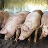 Giá lợn hơi tiếp tục biến động theo xu hướng tăng nhẹ trên diện rộng. (Nguồn: TTXVN)