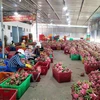 Phân loại trái thanh long ở Bình Thuận trước khi mang đi tiêu thụ. (Nguồn: TTXVN)