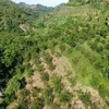 Diện tích trồng cam tại huyện Bắc Quang hiện có trên 970ha cây bị suy thoái. (Ảnh: Nam Thái/TTXVN)
