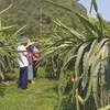 Một vườn thanh long trồng ở tỉnh miền núi Sơn La. (Nguồn: TTXVN phát)