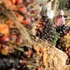 Thu hoạch dầu cọ tại Kutamakmur, Aceh, Indonesia. (Ảnh: AFP/TTXVN) 