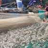 Cá trích giúp ngư dân thị trấn Long Hải, huyện Long Điền có thêm thu nhập vào những ngày biển mưa bão. (Ảnh: Hoàng Nhị/TTXVN)