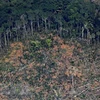 Một khoảng rừng Amazon ở bang Rondonia, miền Bắc Brazil bị tàn phá. (Nguồn: AFP/TTXVN) 
