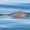 Ủy ban Cá voi Quốc tế cảnh báo nguy cơ tuyệt chủng loài cá heo vaquita. (Nguồn: IWC)
