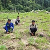 Ba đối tượng trồng 900 cây cần sa trái phép trên Núi Bể ở Bình Thuận. (Nguồn: Công an cung cấp) 