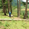 Một cánh rừng ở tiểu khu 99 huyện Lạc Dương đã bị phá và lấn chiếm gần hết. (Ảnh: Chu Quốc Hùng/TTXVN)