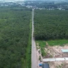 Đến nay, trong phạm vi dự án thành phần 2, Cao tốc Biên Hòa-Vũng Tàu vẫn bạt ngàn cây cao su. (Ảnh: Công Phong/TTXVN)