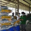 Sản xuất gạo tại Công ty Cổ phần Tập đoàn Tân Long - Chi nhánh Đồng Tháp (xã Định An, huyện Lấp Vò, Đồng Tháp). (Ảnh: Nhựt An/TTXVN) 