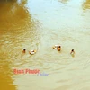 Lực lượng cứu hộ ở Bình Phước tìm kiếm nam thanh niên nhảy cầu xuống sông Bé mất tích. (Nguồn: Báo Bình Phước)